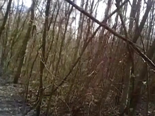 IN THE WOODS